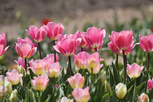 Bright pink tulip flowers in spring garden © kazakovmaksim