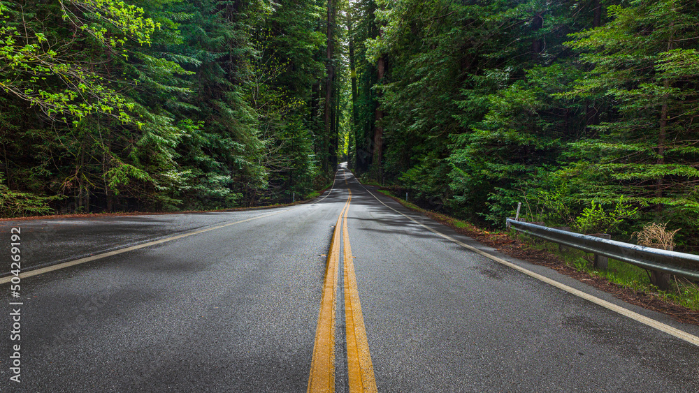 Fototapeta premium Redwoods 1