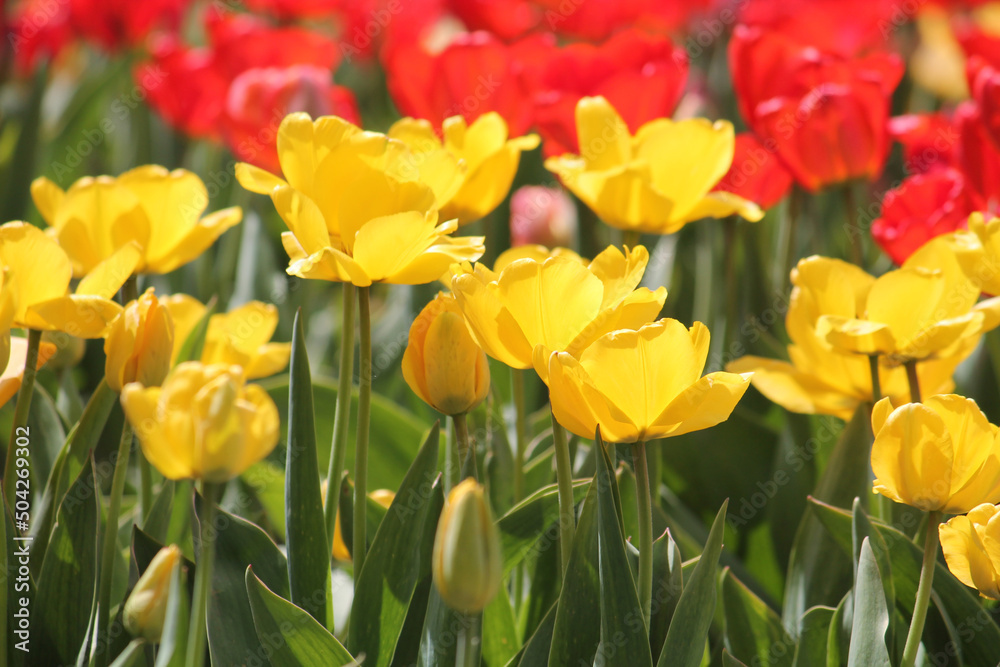 Bright yellow tulip flowers in spring garden