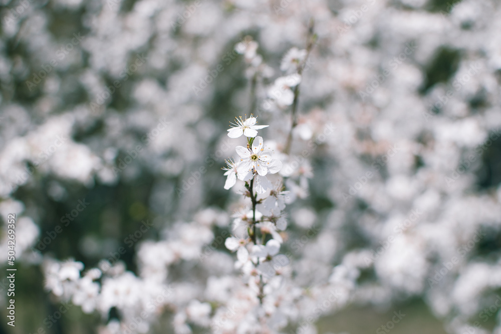 blooming fruit trees, close-up of white flowers, vegetation in Podlasie blooming fruit trees, close-up of white flowers, vegetation in Podlasie