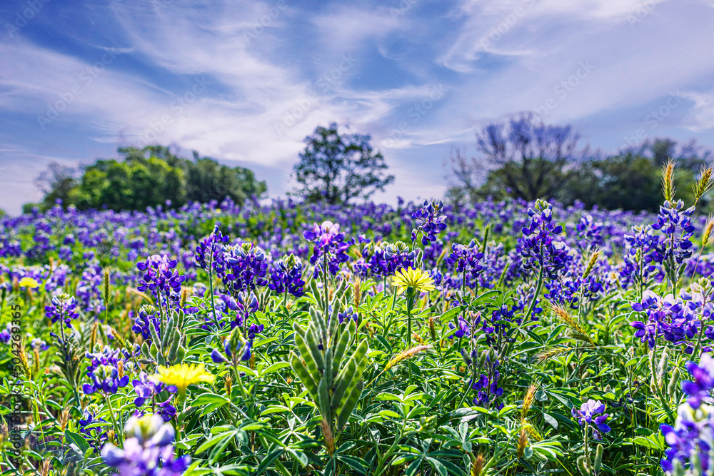 Blue Bonnet TX Field Blue Bonnet TX Field