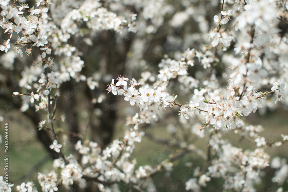 blooming fruit trees, close-up of white flowers, vegetation in Podlasie blooming fruit trees, close-up of white flowers, vegetation in Podlasie