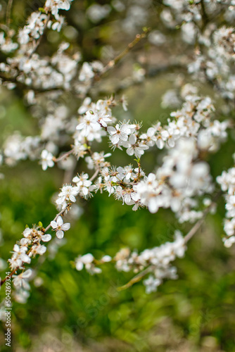 blooming fruit trees, close-up of white flowers, vegetation in Podlasie