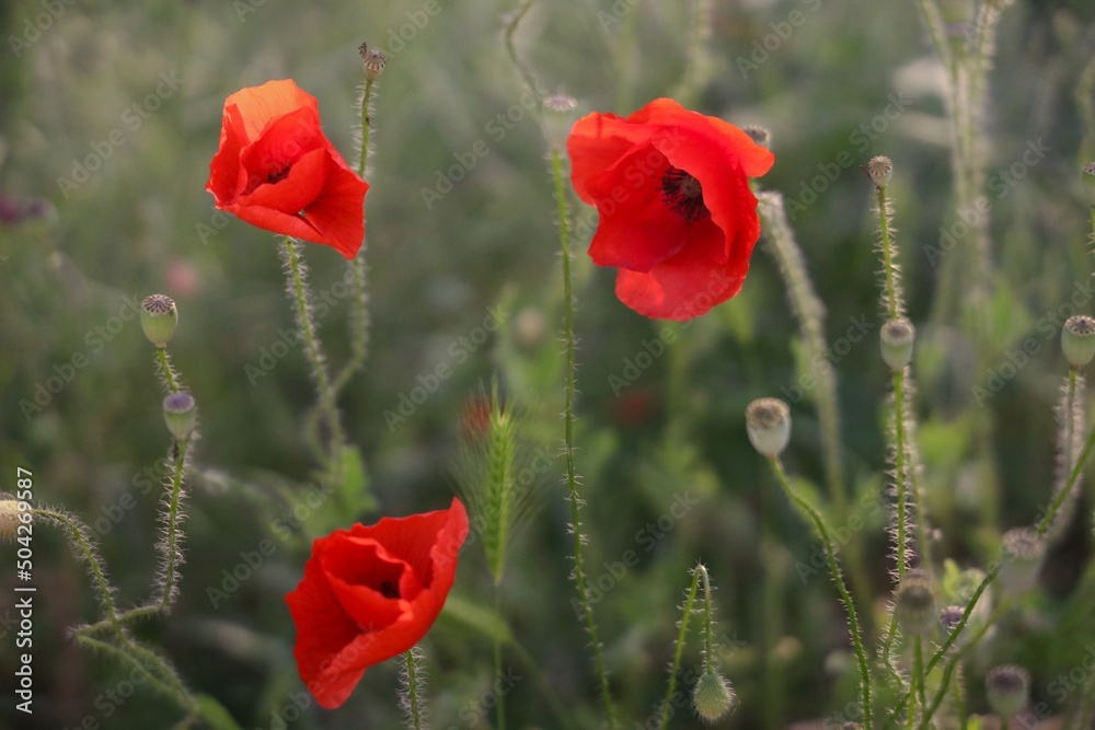 Obraz premium Papaveri Rossi