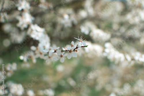 blooming fruit trees, close-up of white flowers, vegetation in Podlasie photo