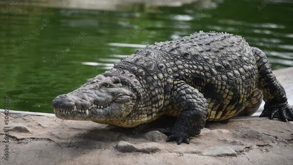 Laying down. Crocodile is relaxed and resting on the ground Laying down. Crocodile is relaxed and resting on the ground