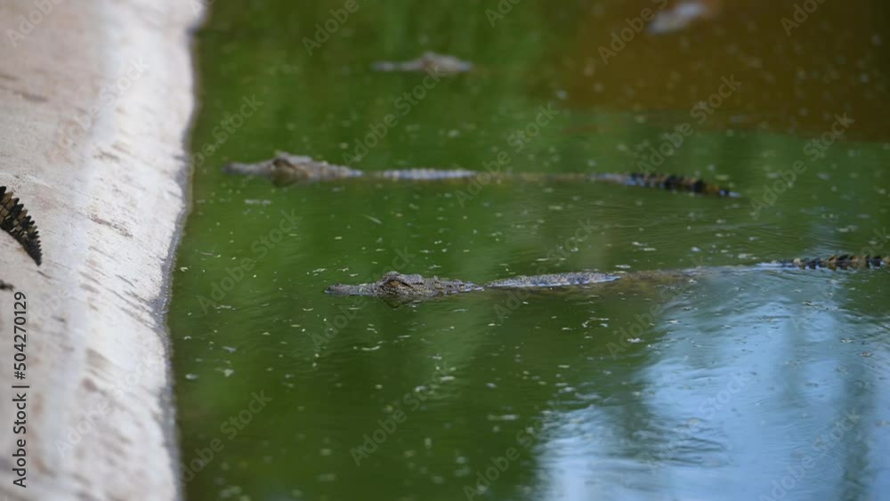 In the river. Crocodiles relaxed and resting on the ground In the river. Crocodiles relaxed and resting on the ground