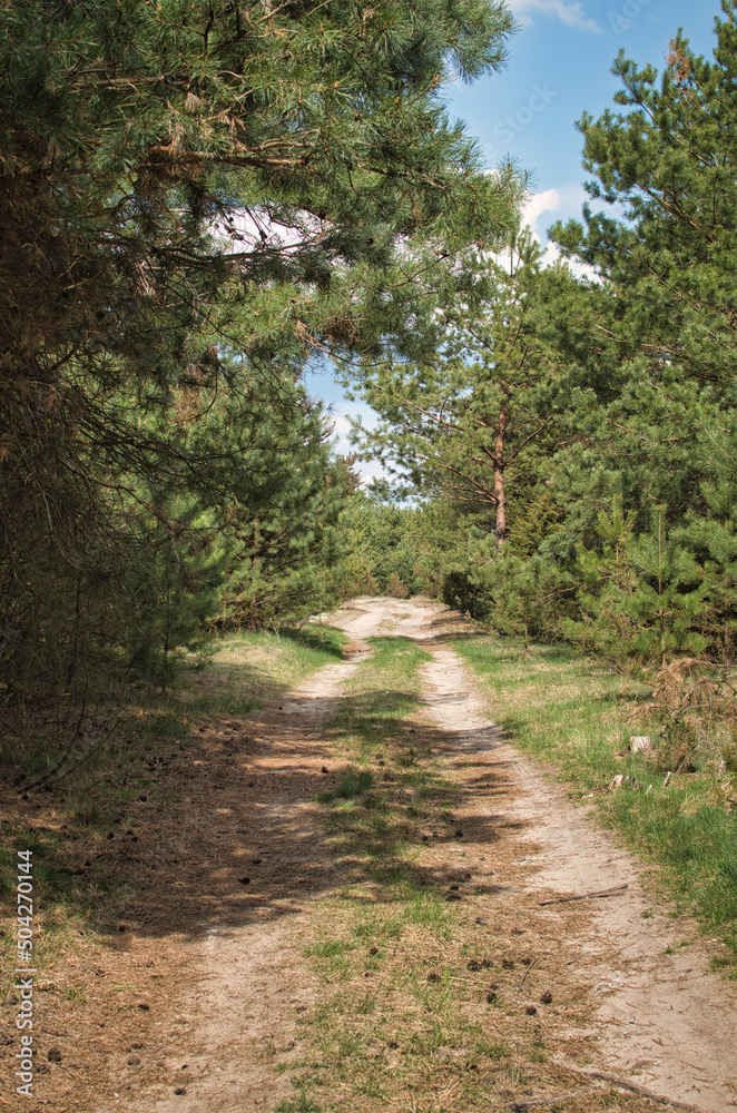 Fototapeta premium Spring landscape in Podlasie, sunny May day