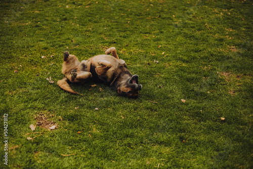 Perro revolcándose en un campo verde. Concepto de Animales domesticos.