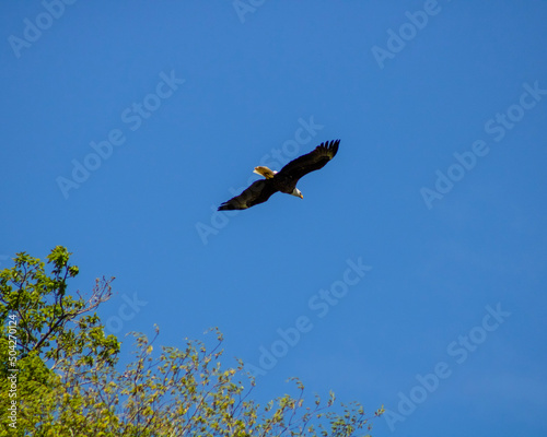 eagle in flight Conowingo dam 