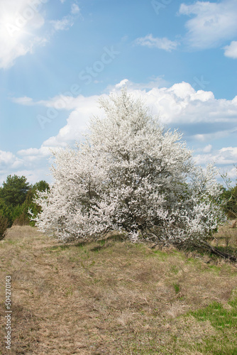 Spring landscape in Podlasie, sunny May day photo