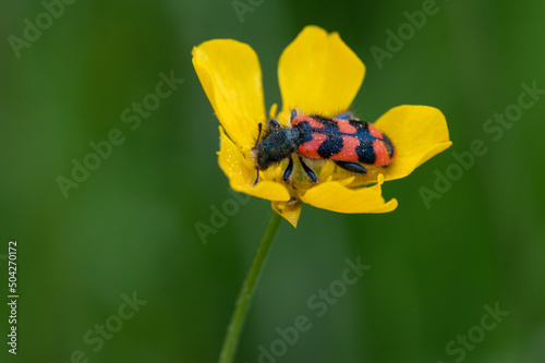 Trichodes alvearius - Bee-Hive Beetle - Clairon des Ruches photo