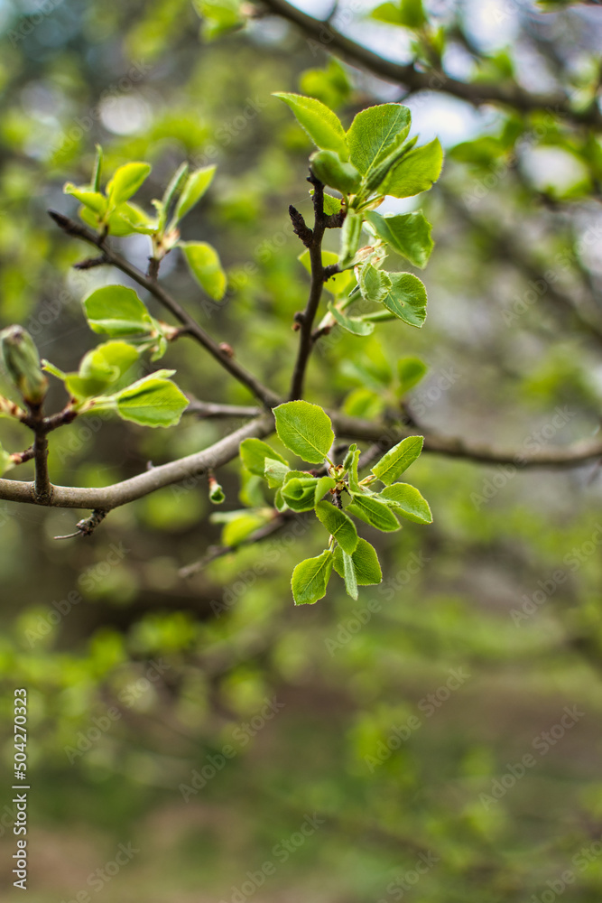 blooming fruit trees, close-up of young buds, vegetation in Podlasie blooming fruit trees, close-up of young buds, vegetation in Podlasie
