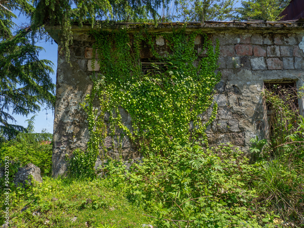 The wall of an old abandoned house, overgrown with plants. Abandoned building.