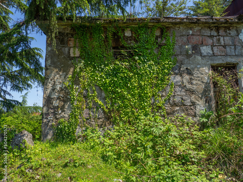 The wall of an old abandoned house, overgrown with plants. Abandoned building. The wall of an old abandoned house, overgrown with plants. Abandoned building.