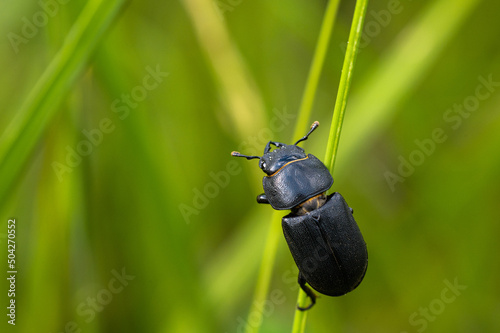 Dorcus parallelipipedus - Lesser stag beetle - Petite biche photo