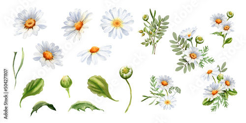 Daisy flower watercolor clipart. Chamomile illustration isolated on white. Perfect for wedding invitation, home decor, scrapbooking, sticker, packaging, greeting cards, textiles © Nataliya Kunitsyna