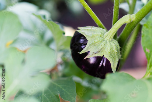 eggplant growing on a bush, a variety of eggplant black handsome, gardening and eco products in the greenhouse and open ground photo