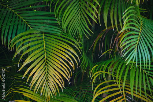 Beautiful green palm tree foliage in tropical forest. Summer rainforest background