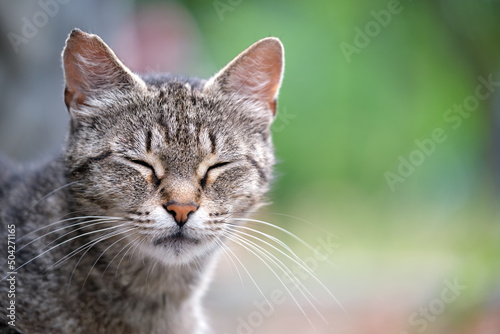 Big gray stray cat resting on steet outdoors in summer © bilanol