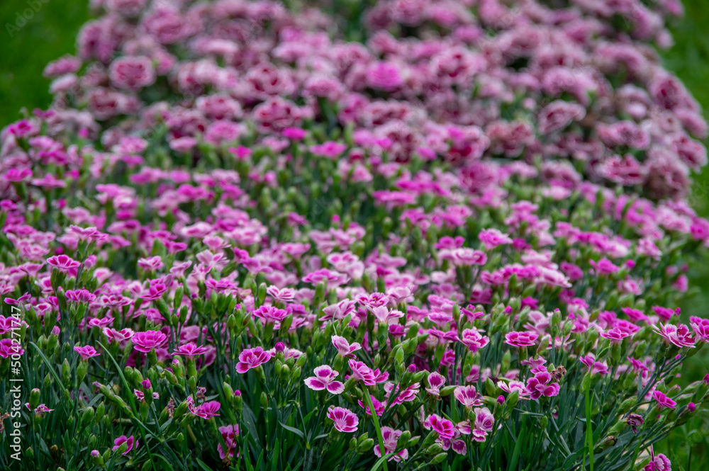 Lots of clove pink carnation flowers blossoming with green grass in the background