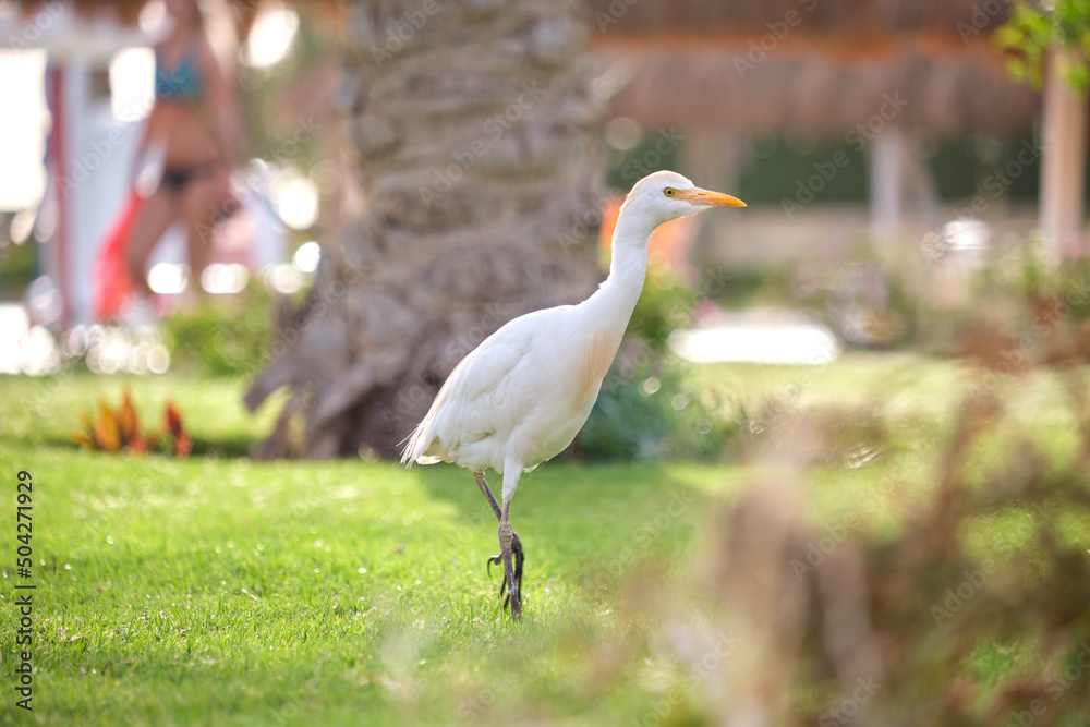 Obraz premium White cattle egret wild bird, also known as Bubulcus ibis walking on green lawn in summer