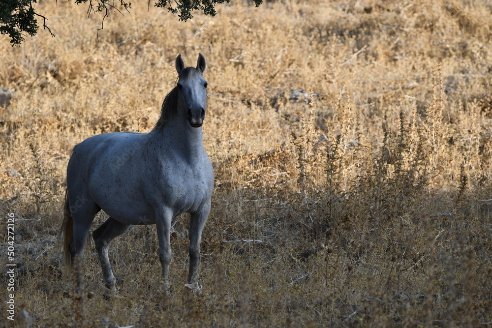 Obraz premium CABALLO