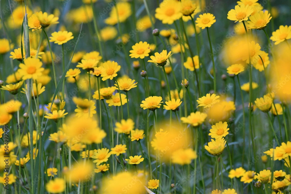 Obraz premium FLORES