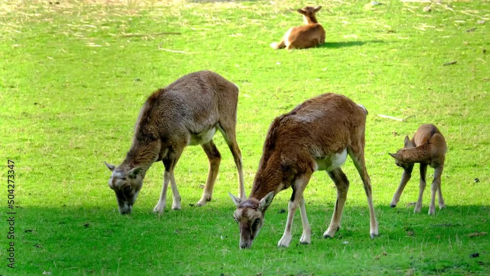 family herbivores deer of family Cervidae with a cub graze on the green grass, habits of artiodactyls, diversity of animal world of planet, protect nature, global warming, climate change