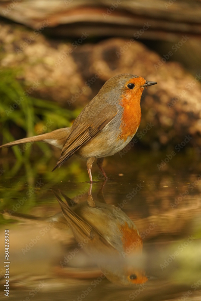Fototapeta premium AVES