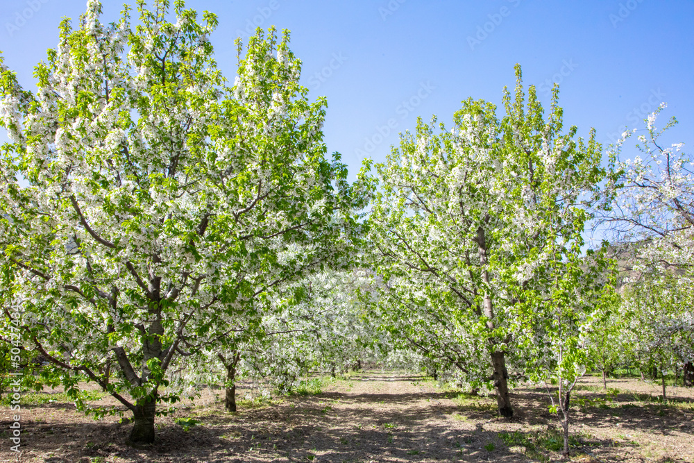 cherry trees with flowers in spring