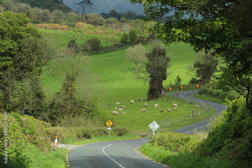 Fotografie Winding rural road climbing hill, bordered by fields of farmland pastures featur