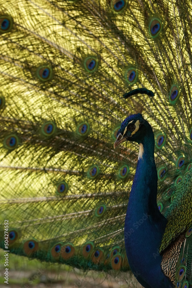 Obraz premium PAVO REAL