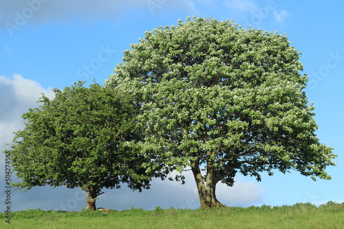 Hornbeam tree and Hawthorn tree with leaves blossoming, side-by-side on hill in field in rural Ireland photo