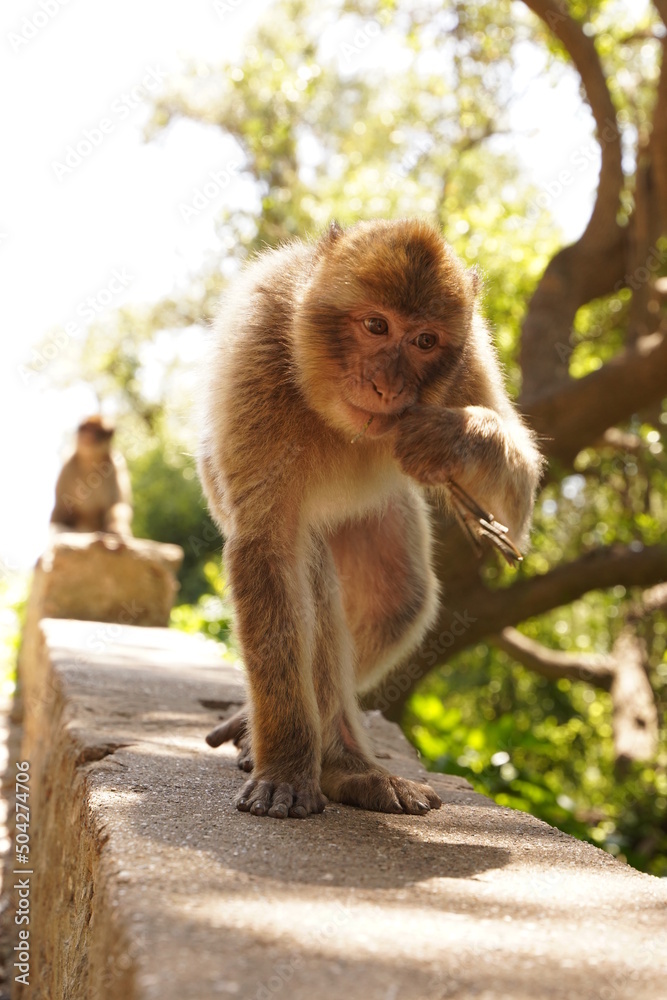 Fototapeta premium MACACO