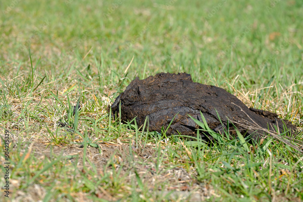 Cow manure is one of the best natural fertilizers on a farm plot. Cow manure is one of the best natural fertilizers on a farm plot.