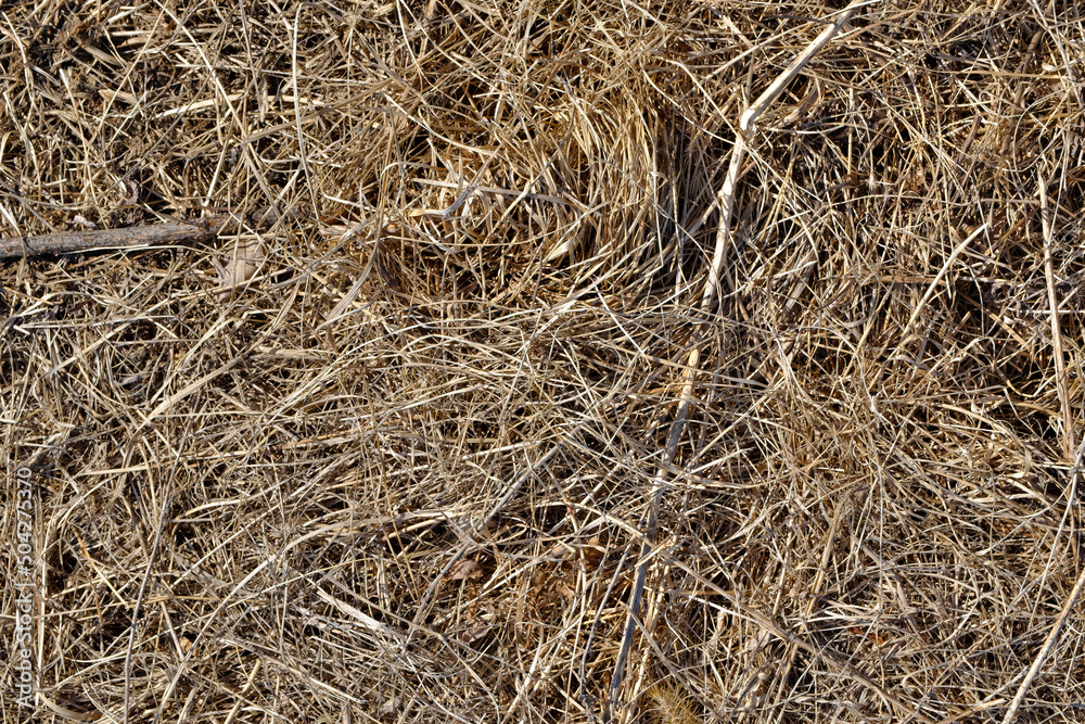 The texture of dry grass. Harvesting hay for livestock