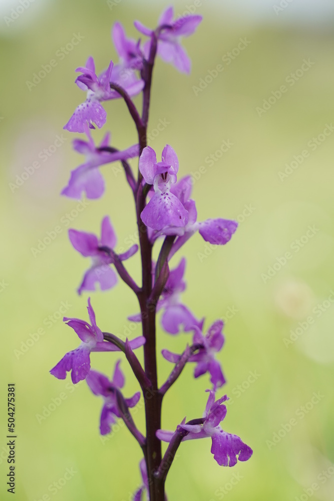 Obraz premium ORQUIDEA
