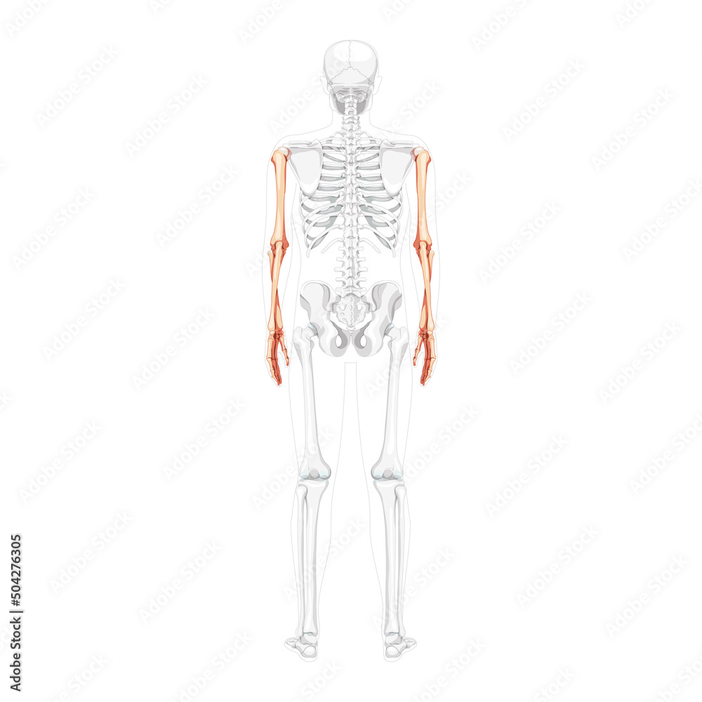 human skeleton arms