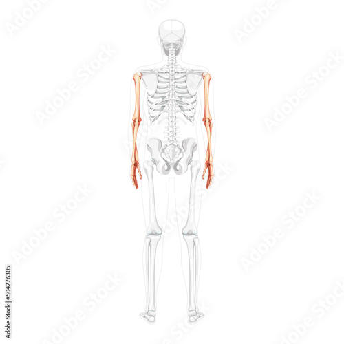 Skeleton Arms Human back view with partly transparent bones position. Anatomically correct hands, forearms realistic flat 3D natural color concept Vector illustration of isolated on white background