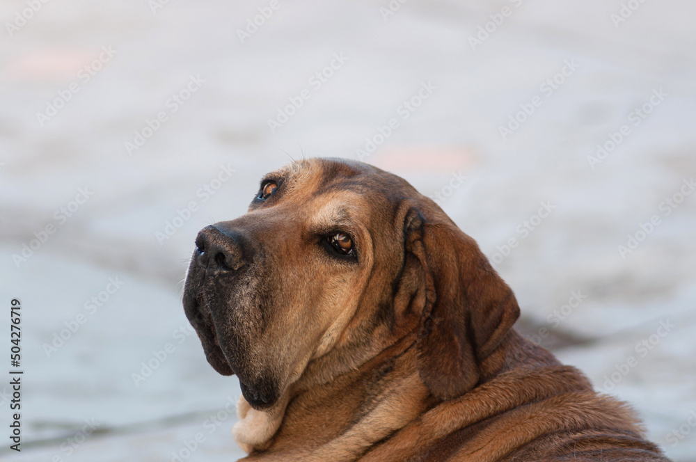 headshot - dog looking over its shoulder headshot - dog looking over its shoulder