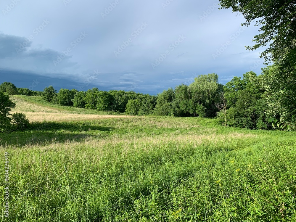 Fototapeta premium rice field