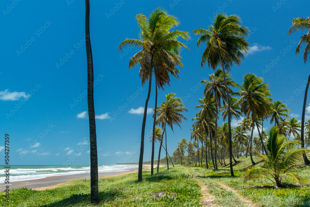 Imbassai Beach, near Salvador, Bahia, Brazil on October 15, 2016. Coconut grove by the sea. Imbassai Beach, near Salvador, Bahia, Brazil on October 15, 2016. Coconut grove by the sea.