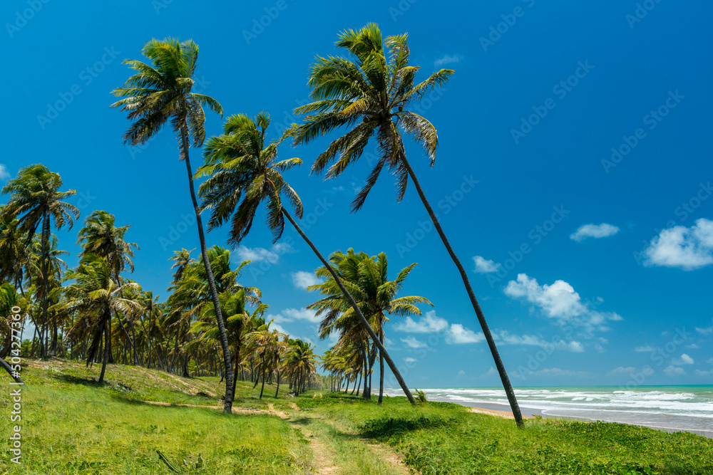 Obraz premium Imbassai Beach, near Salvador, Bahia, Brazil on October 15, 2016. Coconut grove by the sea.