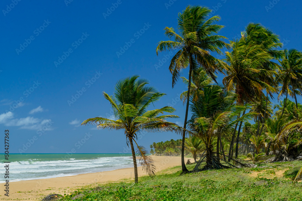Imbassai Beach, near Salvador, Bahia, Brazil on October 15, 2016. Coconut grove by the sea. Imbassai Beach, near Salvador, Bahia, Brazil on October 15, 2016. Coconut grove by the sea.