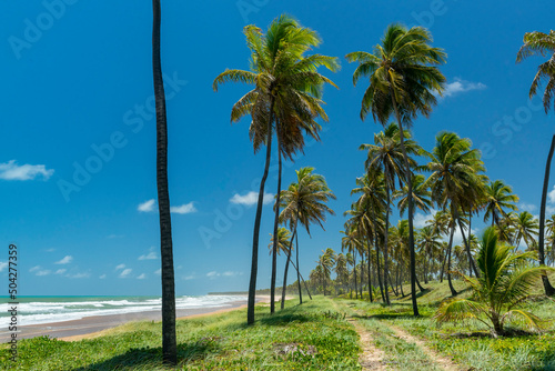 Imbassai Beach, near Salvador, Bahia, Brazil on October 15, 2016. Coconut grove by the sea. © Cacio Murilo