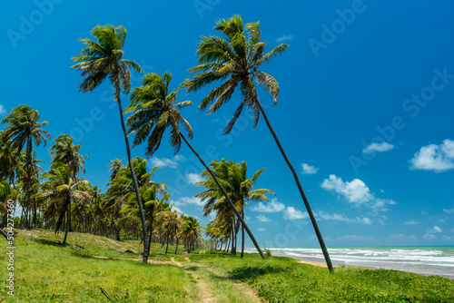 Imbassai Beach, near Salvador, Bahia, Brazil on October 15, 2016. Coconut grove by the sea. photo