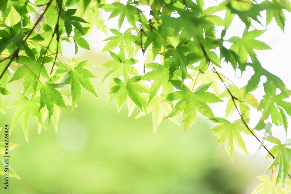 Japanese maple fresh green leaves. Early summer seasonal background material. Japanese maple fresh green leaves. Early summer seasonal background material.