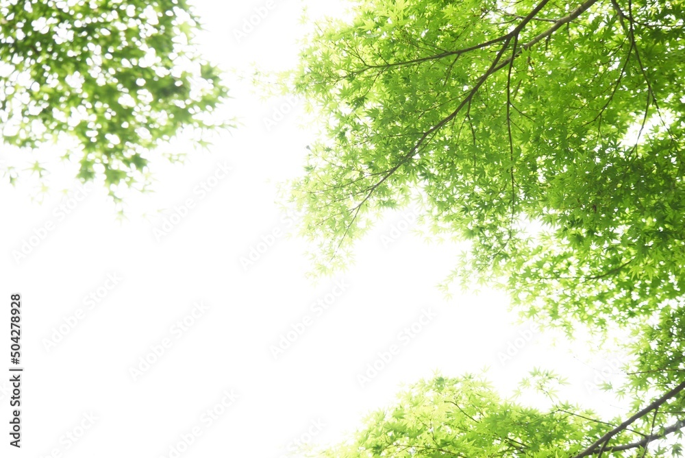 モミジの新緑・季節の背景素材