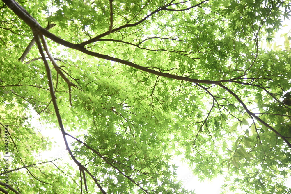 Japanese maple fresh green leaves. Early summer seasonal background material. Japanese maple fresh green leaves. Early summer seasonal background material.
